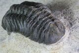 Reedops Trilobite - Foum Zguid, Morocco #84528-4